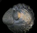 Large Enrolled Morocops (Phacops) Trilobite #39464-2